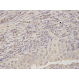Anti-RPLP0 Antibody from Bioworld Technology (BS7620) - Antibodies.com