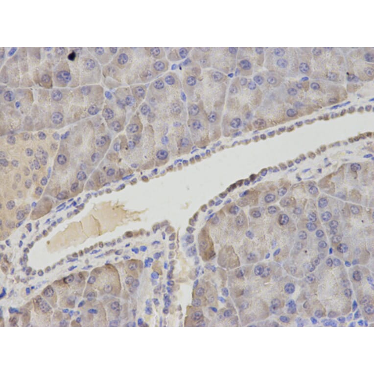 Anti-ASNS Antibody from Bioworld Technology (BS7621) - Antibodies.com