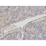 Anti-ASNS Antibody from Bioworld Technology (BS7621) - Antibodies.com