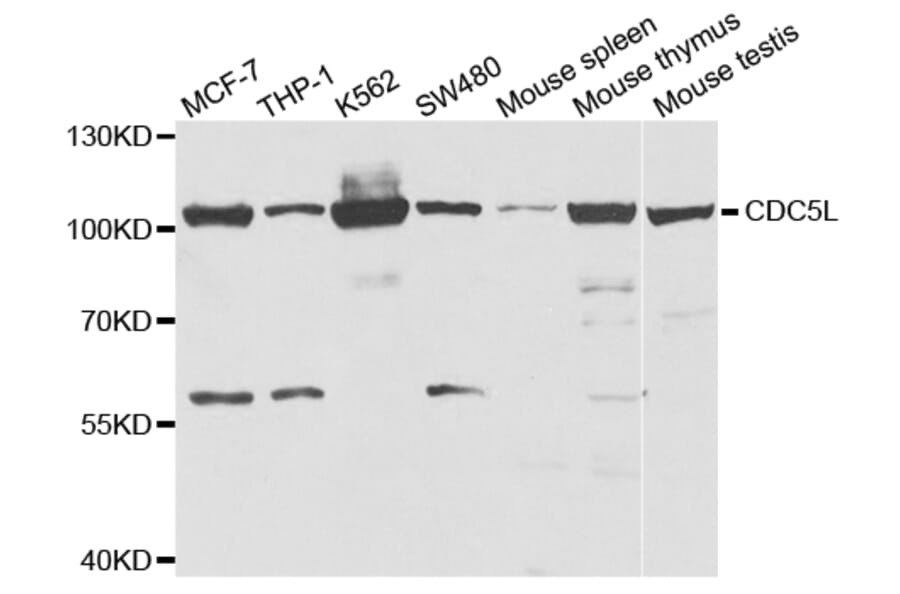 Anti-CDC5L Antibody from Bioworld Technology (BS7622) - Antibodies.com