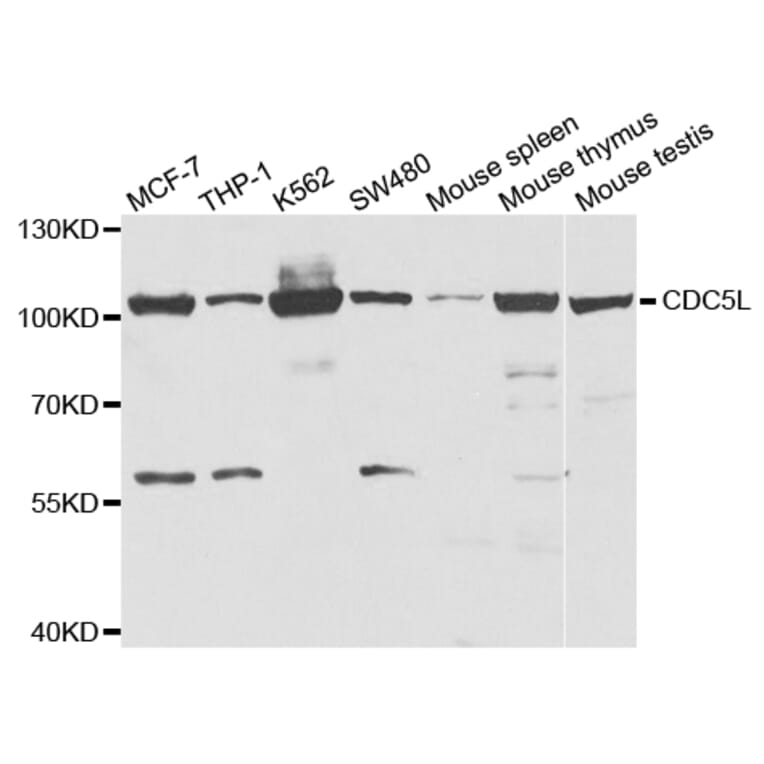 Anti-CDC5L Antibody from Bioworld Technology (BS7622) - Antibodies.com