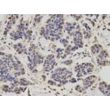 Anti-RNF2 Antibody from Bioworld Technology (BS7624) - Antibodies.com
