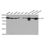 Anti-CLCN5 Antibody from Bioworld Technology (BS7632) - Antibodies.com