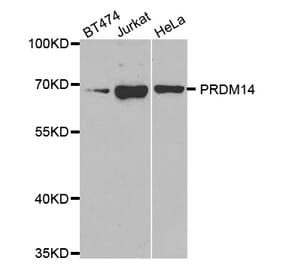 Anti-PRDM14 Antibody from Bioworld Technology (BS7634) - Antibodies.com