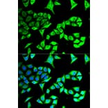 Anti-GABARAP Antibody from Bioworld Technology (BS7642) - Antibodies.com