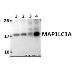 Anti-MAP1LC3A Antibody from Bioworld Technology (BS7644) - Antibodies.com