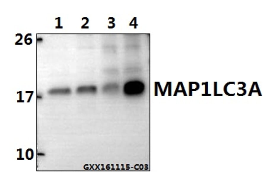 Anti-MAP1LC3A Antibody from Bioworld Technology (BS7644) - Antibodies.com