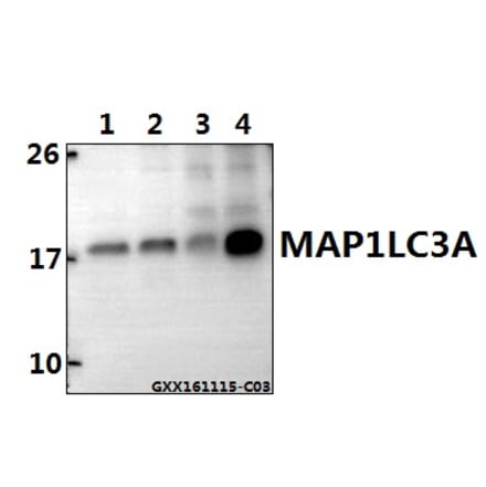 Anti-MAP1LC3A Antibody from Bioworld Technology (BS7644) - Antibodies.com