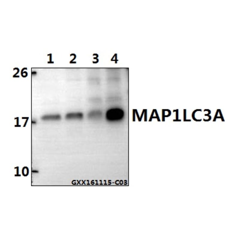 Anti-MAP1LC3A Antibody from Bioworld Technology (BS7644) - Antibodies.com