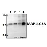 Anti-MAP1LC3A Antibody from Bioworld Technology (BS7644) - Antibodies.com