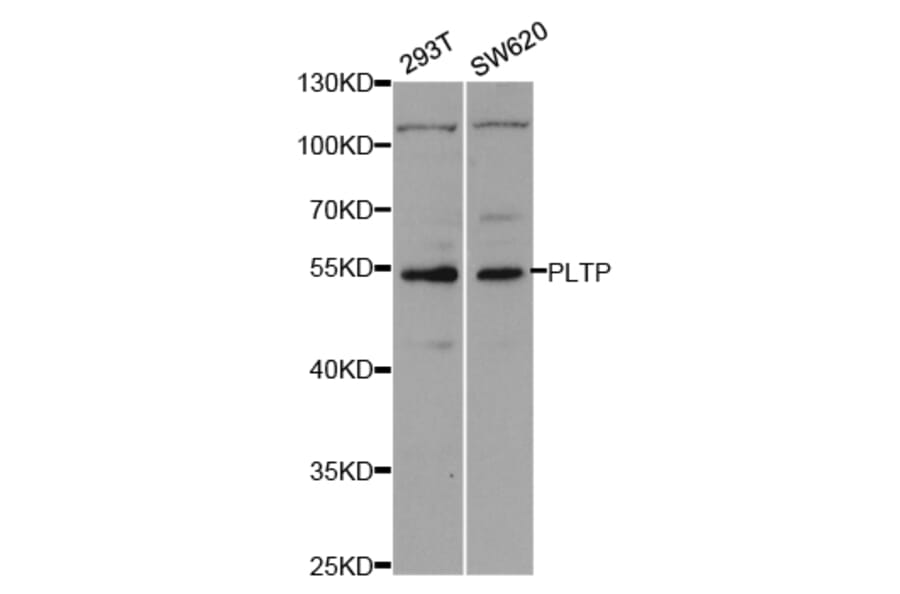 Anti-PLTP Antibody from Bioworld Technology (BS7648) - Antibodies.com