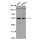 Anti-PLTP Antibody from Bioworld Technology (BS7648) - Antibodies.com