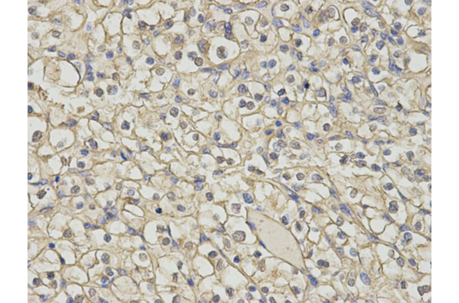 Anti-FMR1 Antibody from Bioworld Technology (BS7653) - Antibodies.com