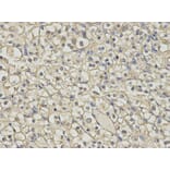 Anti-FMR1 Antibody from Bioworld Technology (BS7653) - Antibodies.com