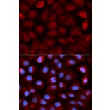 Anti-FMR1 Antibody from Bioworld Technology (BS7653) - Antibodies.com