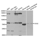 Anti-OCA2 Antibody from Bioworld Technology (BS7656) - Antibodies.com