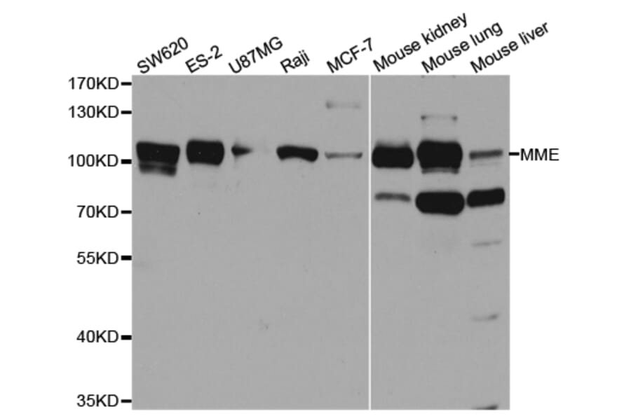 Anti-MME Antibody from Bioworld Technology (BS7658) - Antibodies.com