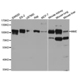 Anti-MME Antibody from Bioworld Technology (BS7658) - Antibodies.com
