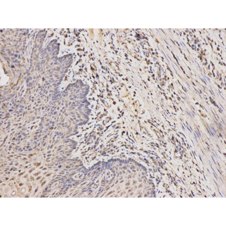 Anti-RARA Antibody from Bioworld Technology (BS7672) - Antibodies.com