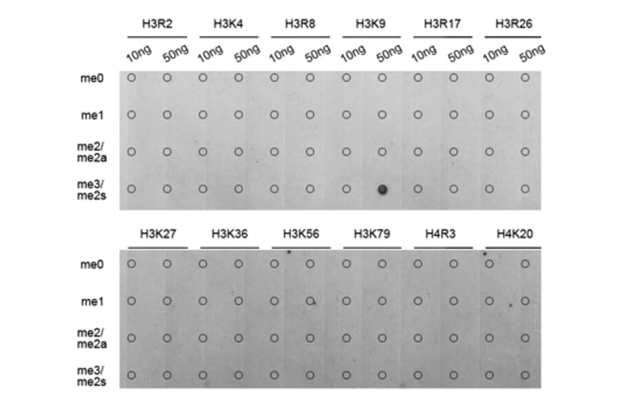Anti-Histone H3 (Tri-Methyl K9) Antibody from Bioworld Technology (BS7675) - Antibodies.com