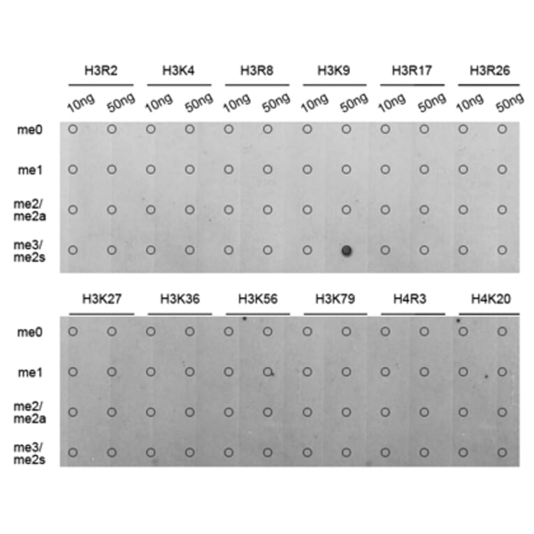 Anti-Histone H3 (Tri-Methyl K9) Antibody from Bioworld Technology (BS7675) - Antibodies.com