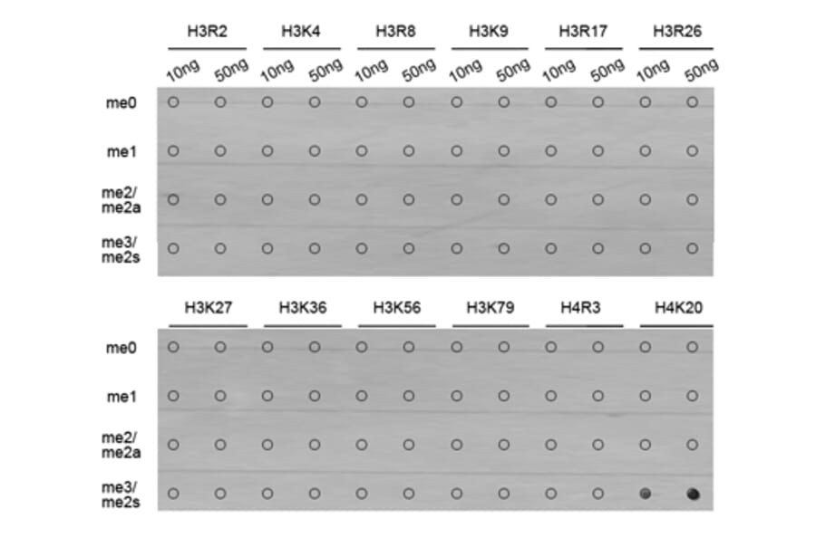 Anti-Histone H4 (Tri-Methyl K20) Antibody from Bioworld Technology (BS7676) - Antibodies.com