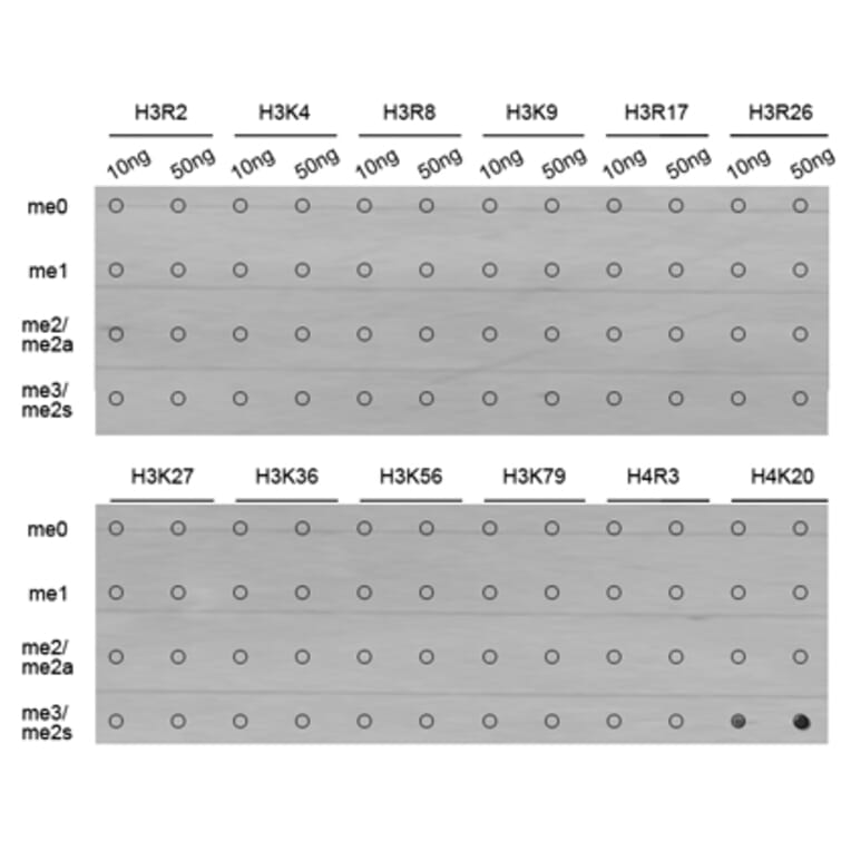 Anti-Histone H4 (Tri-Methyl K20) Antibody from Bioworld Technology (BS7676) - Antibodies.com