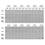 Anti-Histone H4 (Tri-Methyl K20) Antibody from Bioworld Technology (BS7676) - Antibodies.com