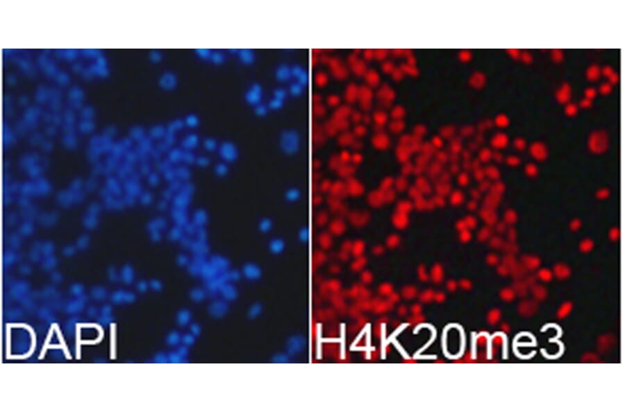 Anti-Histone H4 (Tri-Methyl K20) Antibody from Bioworld Technology (BS7676) - Antibodies.com