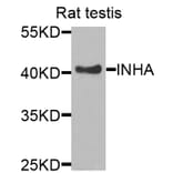 Anti-INHA Antibody from Bioworld Technology (BS7680) - Antibodies.com