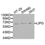 Anti-LIPG Antibody from Bioworld Technology (BS7695) - Antibodies.com
