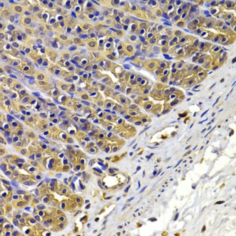 Anti-FSCN1 Antibody from Bioworld Technology (BS7700) - Antibodies.com