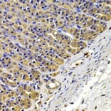 Anti-FSCN1 Antibody from Bioworld Technology (BS7700) - Antibodies.com