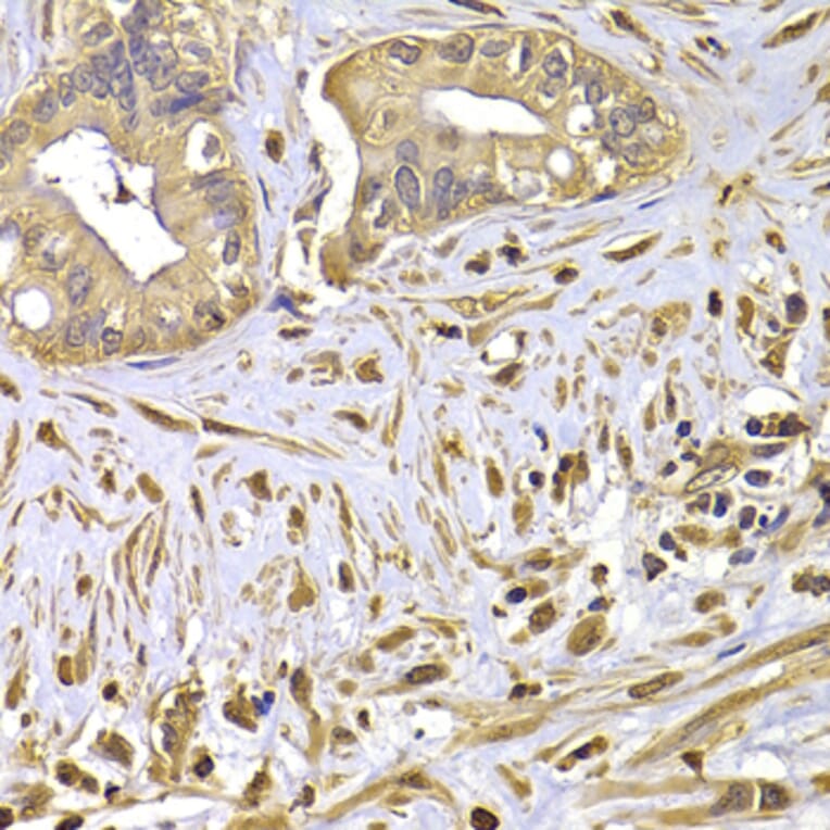 Anti-FSCN1 Antibody from Bioworld Technology (BS7700) - Antibodies.com