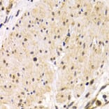 Anti-TMPRSS2 Antibody from Bioworld Technology (BS7711) - Antibodies.com