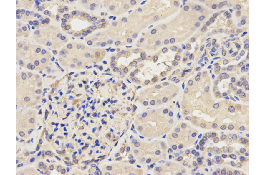 Anti-AP2B1 Antibody from Bioworld Technology (BS7713) - Antibodies.com