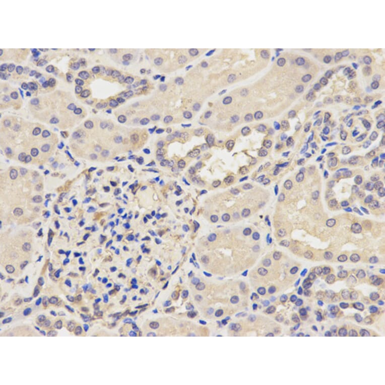 Anti-AP2B1 Antibody from Bioworld Technology (BS7713) - Antibodies.com