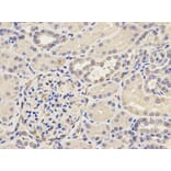 Anti-AP2B1 Antibody from Bioworld Technology (BS7713) - Antibodies.com