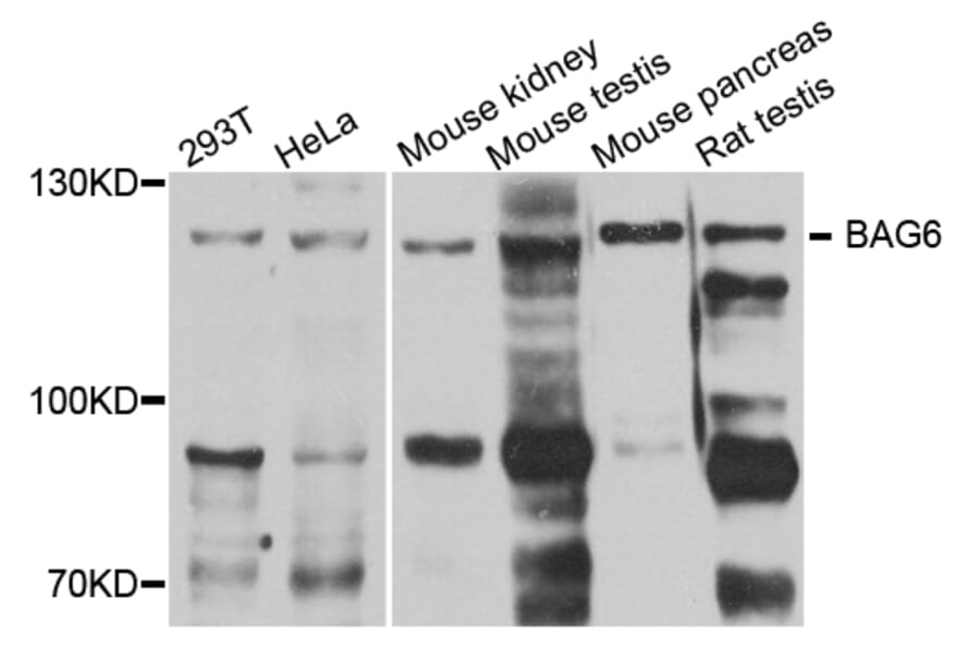Anti-BAT3 Antibody from Bioworld Technology (BS7715) - Antibodies.com
