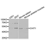 Anti-CHIT1 Antibody from Bioworld Technology (BS7716) - Antibodies.com