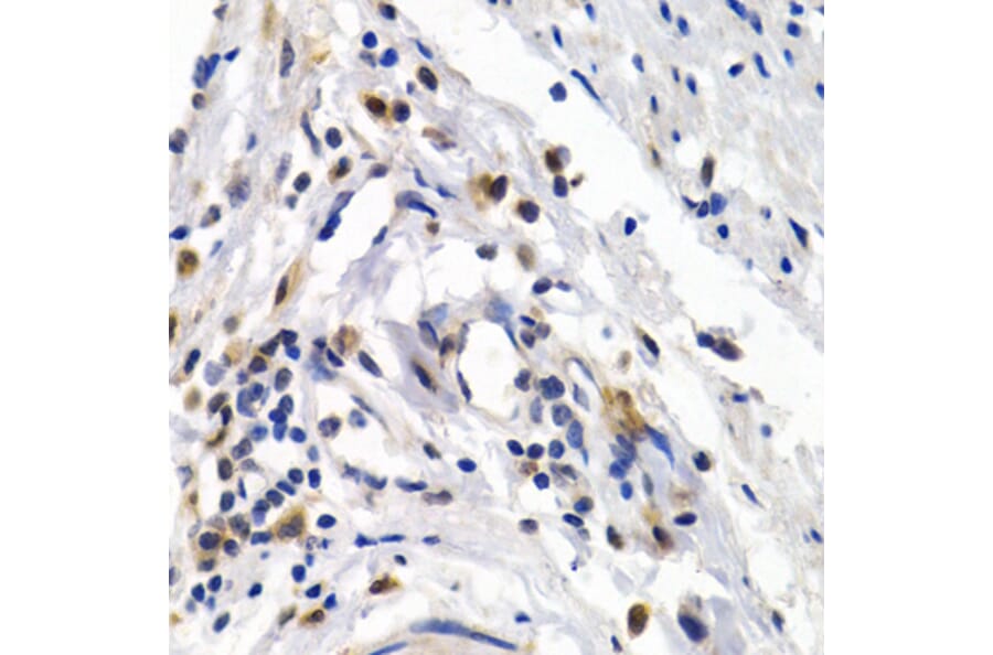 Anti-OAS1 Antibody from Bioworld Technology (BS7726) - Antibodies.com