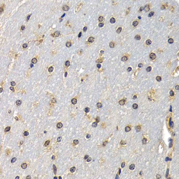 Anti-DNASE1 Antibody from Bioworld Technology (BS7729) - Antibodies.com