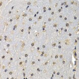 Anti-DNASE1 Antibody from Bioworld Technology (BS7729) - Antibodies.com