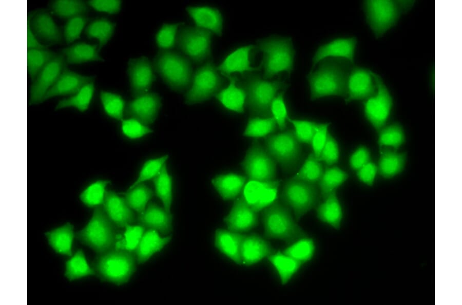 Anti-DNASE1 Antibody from Bioworld Technology (BS7729) - Antibodies.com