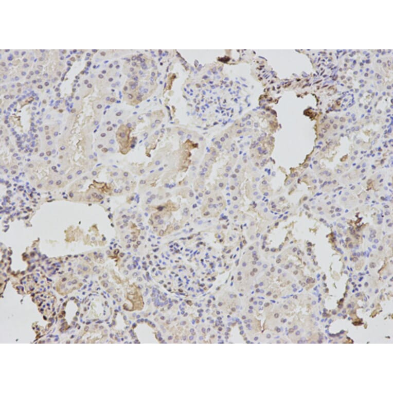 Anti-TPI1 Antibody from Bioworld Technology (BS7732) - Antibodies.com