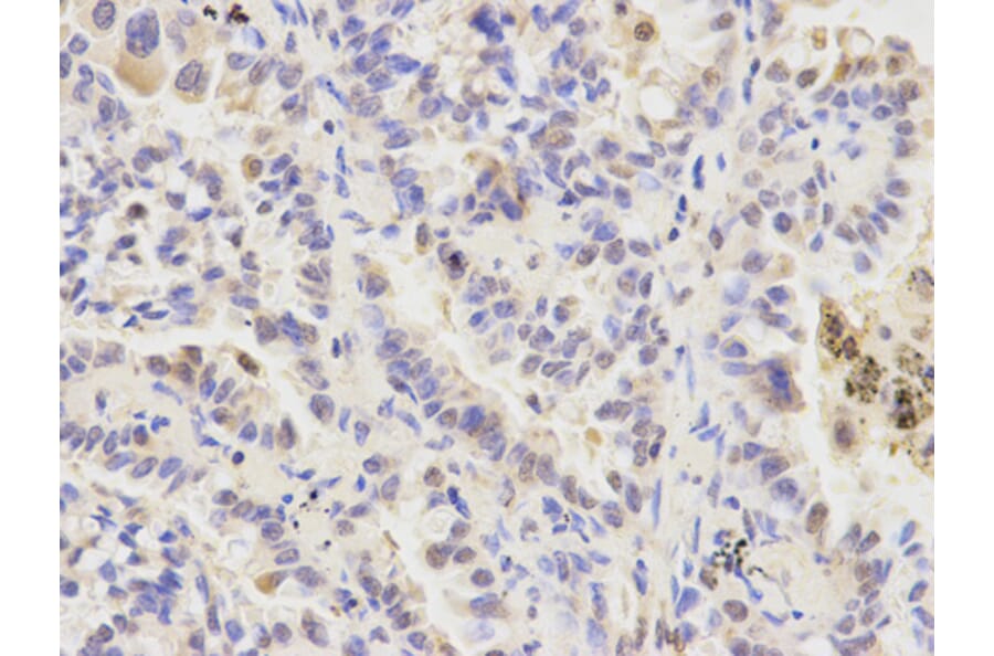 Anti-ATG4A Antibody from Bioworld Technology (BS7735) - Antibodies.com