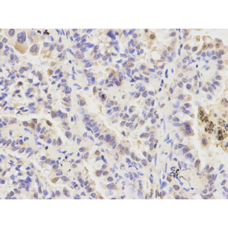 Anti-ATG4A Antibody from Bioworld Technology (BS7735) - Antibodies.com