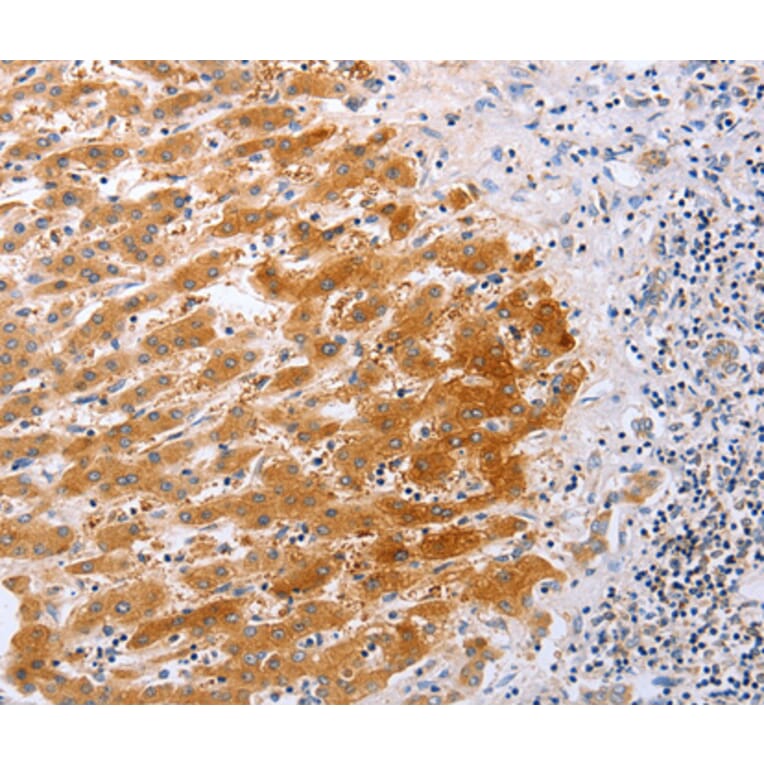 Anti-DISC1 Antibody from Bioworld Technology (BS7737) - Antibodies.com