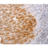 Anti-DISC1 Antibody from Bioworld Technology (BS7737) - Antibodies.com