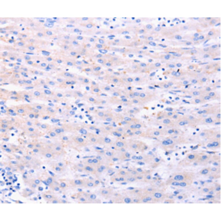 Anti-DUT Antibody from Bioworld Technology (BS7738) - Antibodies.com